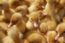 Yellow Newborn Ducklings Royalty Free Stock Photography