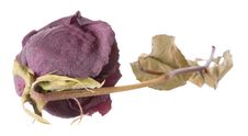 Dry Rose Royalty Free Stock Photos Dry Rose Royalty Free Stock Photos