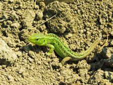 Lizard Stock Photo Lizard Stock Photo