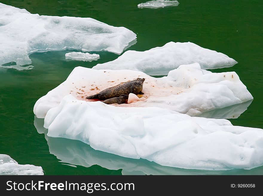 Mother Seal after giving birth to pup on iceberg. Mother Seal after giving birth to pup on iceberg