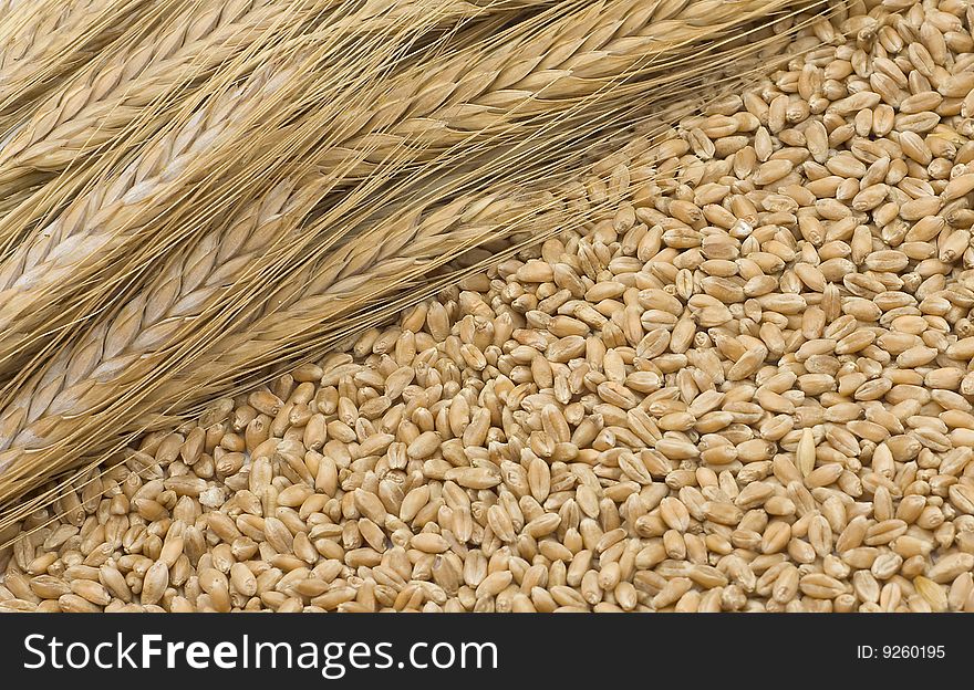 Mature ears about wheat grain