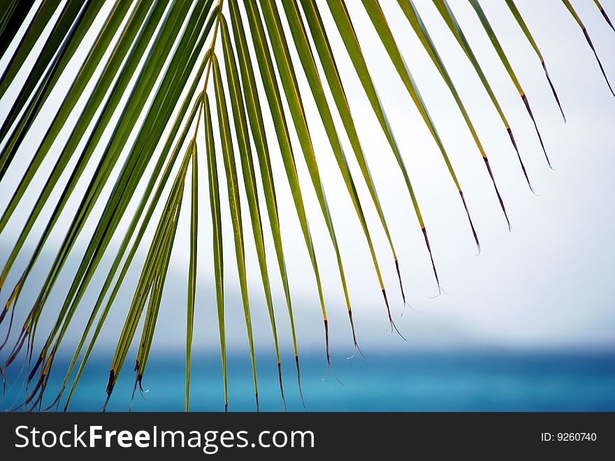 Palm looking over sea in the caribbean