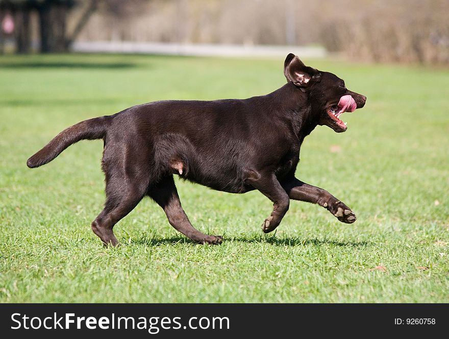 Funny running brown labrador in park. Funny running brown labrador in park