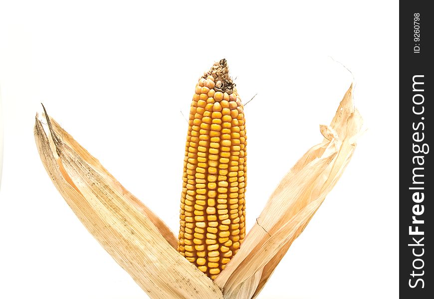Corn cob photography studio with white background