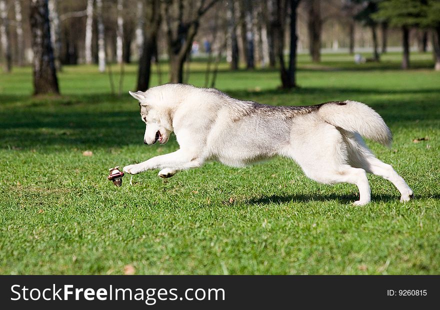Husky playing with ball in park. Husky playing with ball in park