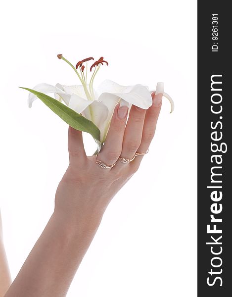 Woman's hand with flowers on white