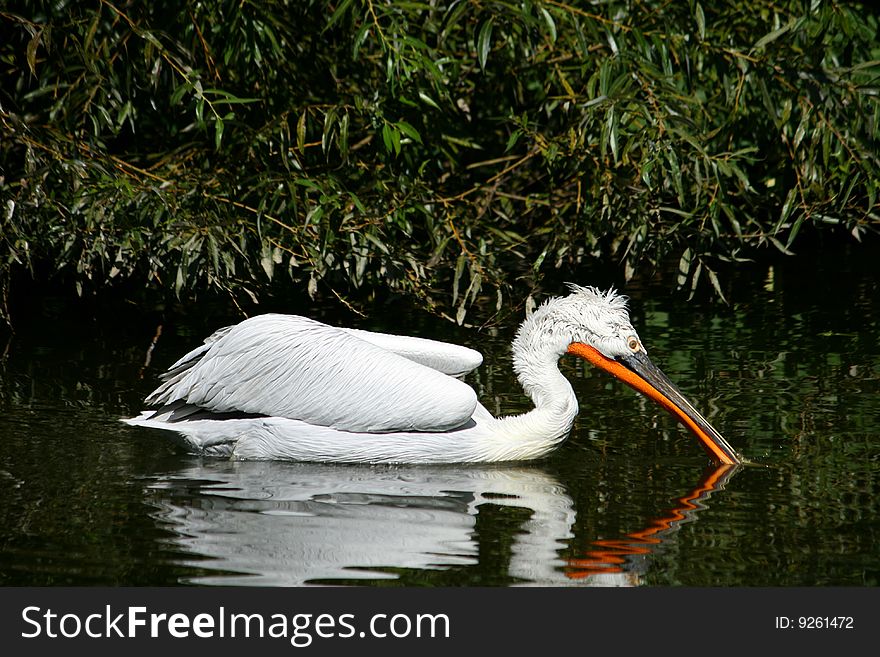 Pelican on water white bird