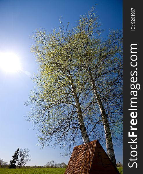 Spring landscape. Green tree, sunny sky, green field. Spring landscape. Green tree, sunny sky, green field