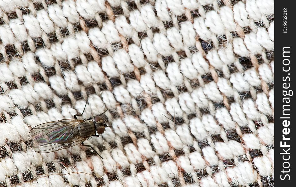 Macro shot of fly on the fabric