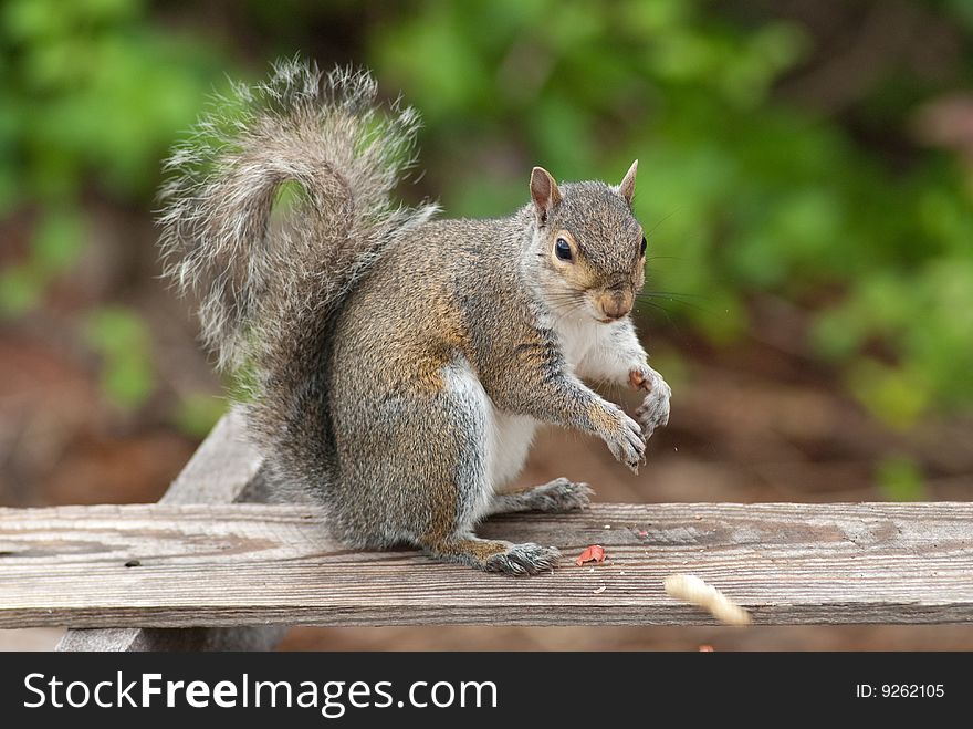 Squirrel eating peanut sitting on a piece of wood