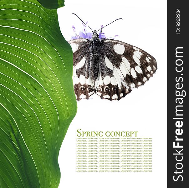 Spring concept. butterfly and flora against white background.