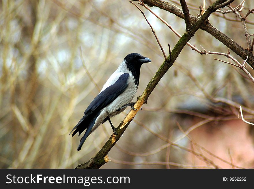 Crow  looks attentively and sits on a branch of tree