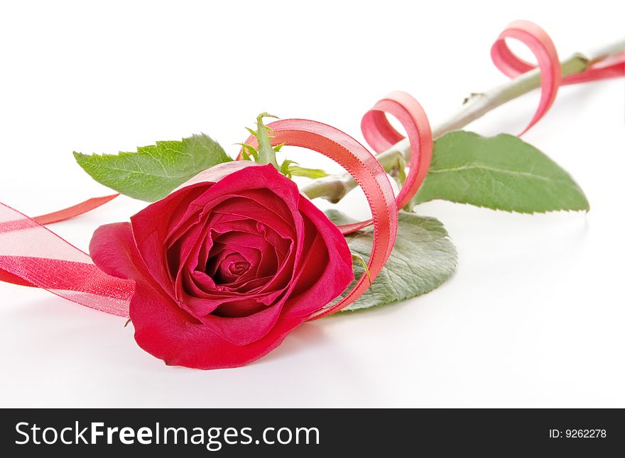 Red rose with red ribbons. Red rose with red ribbons