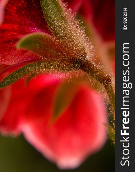 Red Flower Macro Shot