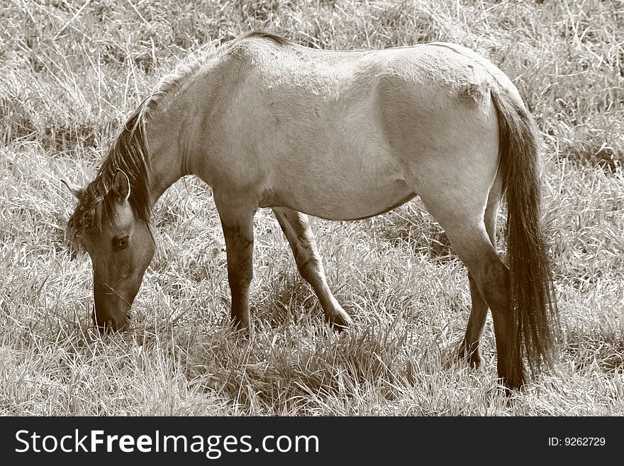 A horse in sepia grazing