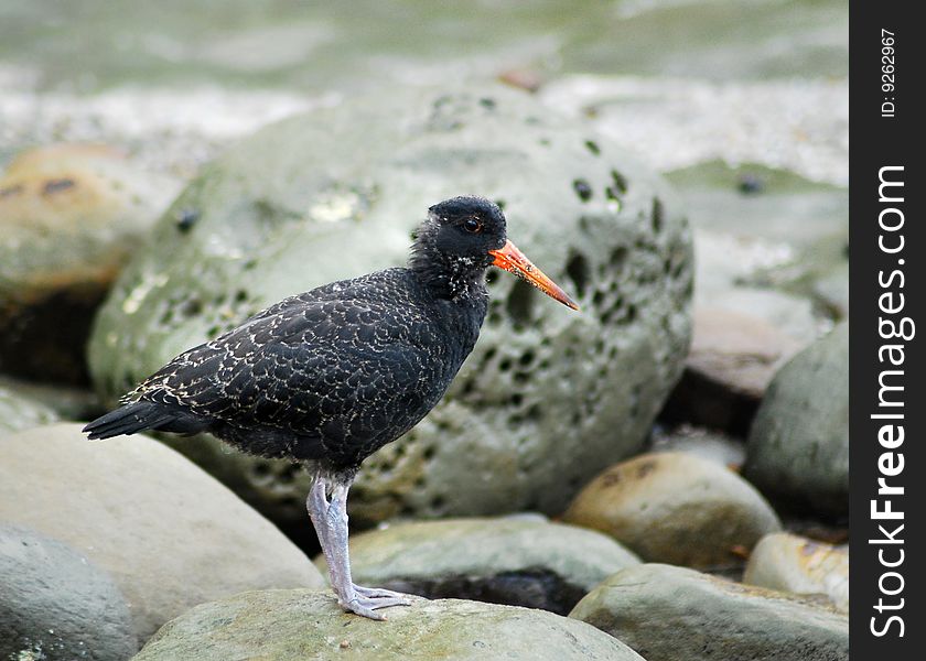 Young Black Oystercatcher