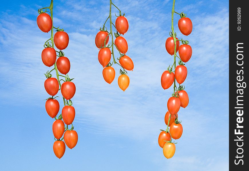 Tomato bunches on sky background