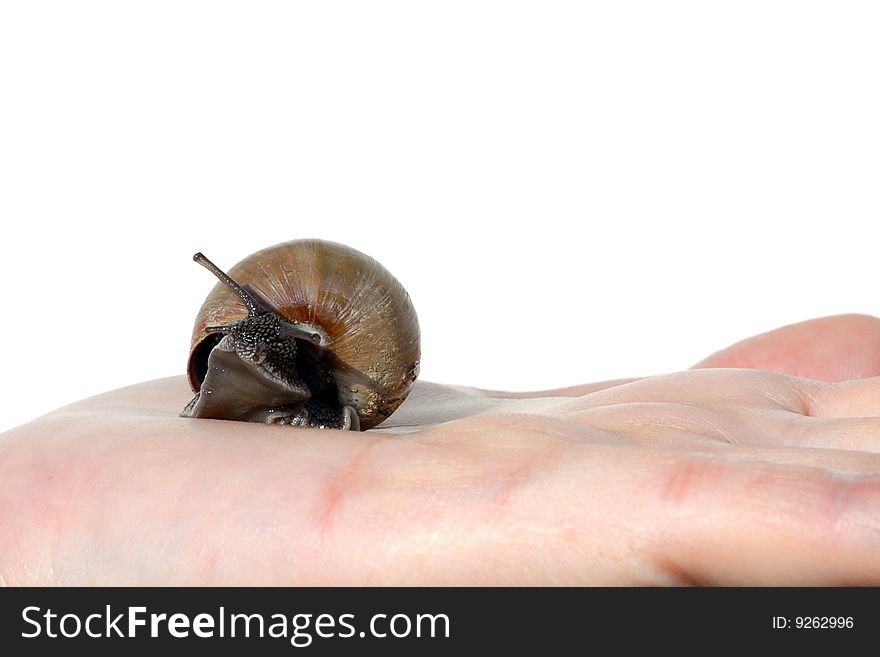 Snail in palm isolated on white