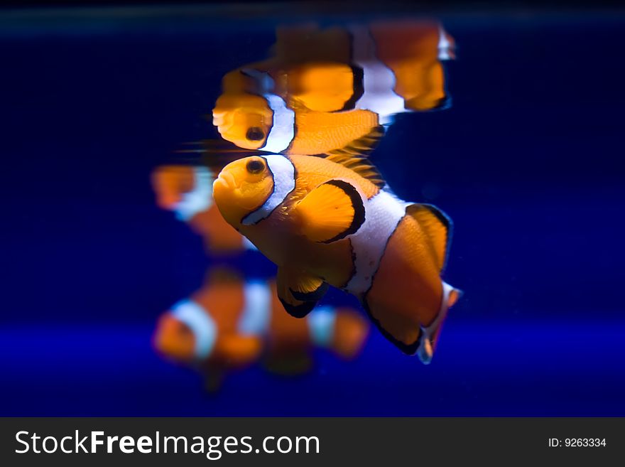 Funny klownfishe (Amphiprioninae) in transparent water. Funny klownfishe (Amphiprioninae) in transparent water