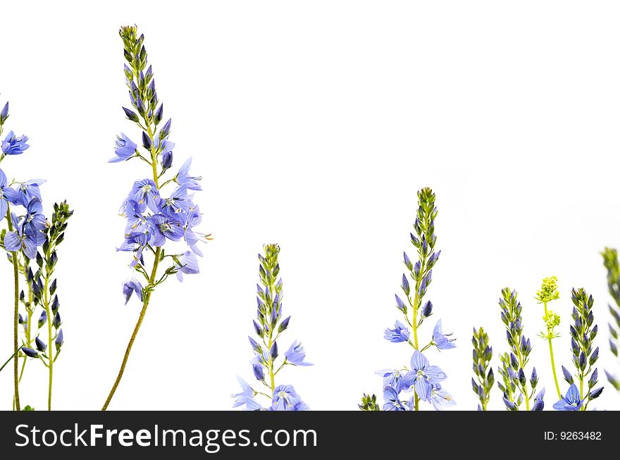 Flora against white background