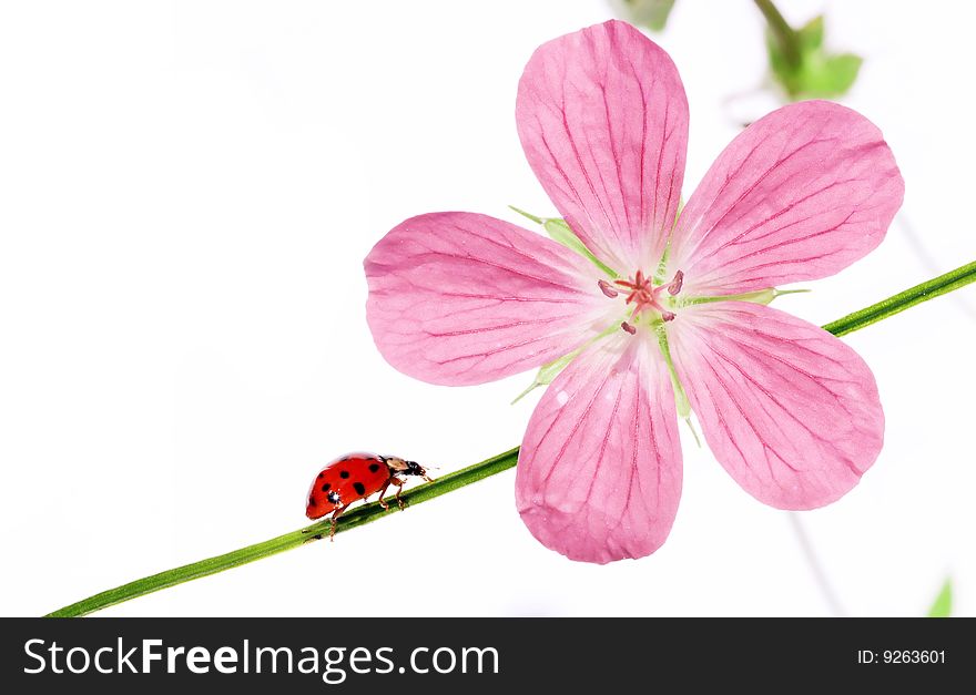 Summer concept. flora and ladybird against white background.