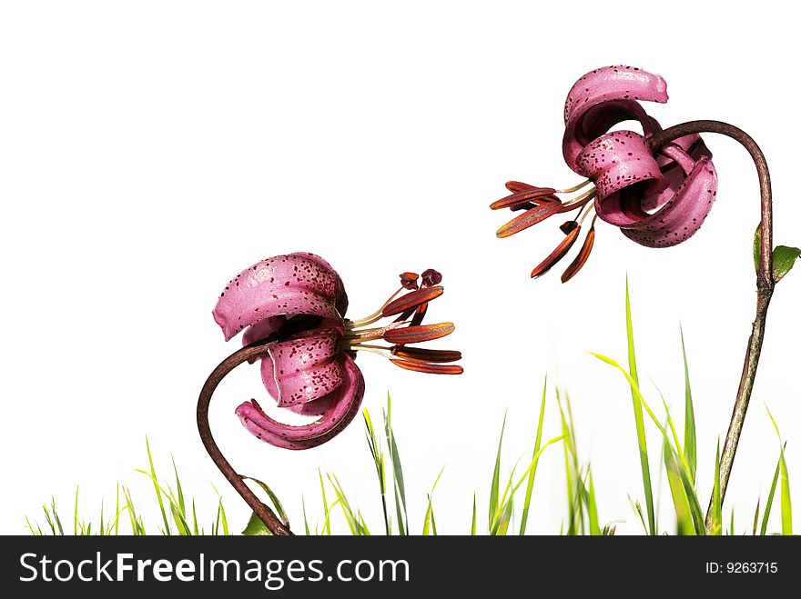 Lilies Against White Background