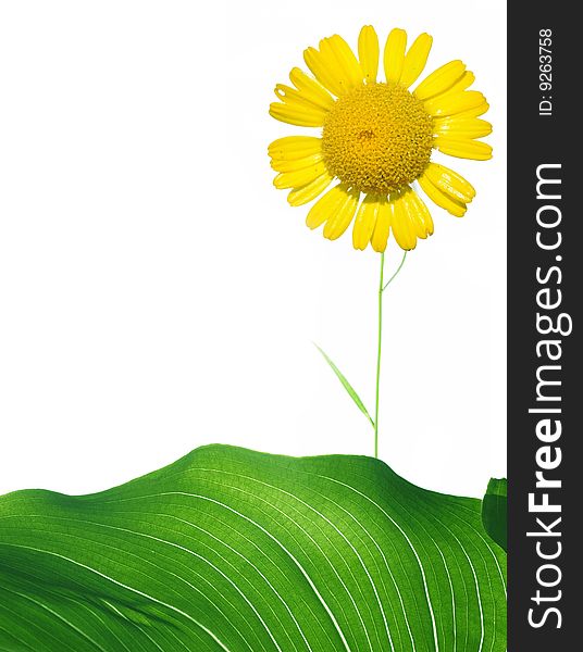 Summer flora against white background. useful design element.