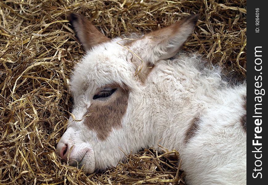 Donkey sleeping on the straw.