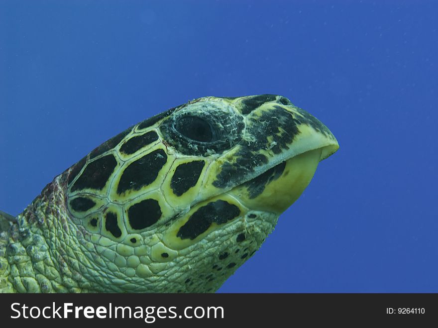 A Hawksbill Sea Turtle ascends to the surface for a breath: Slow and steady. A Hawksbill Sea Turtle ascends to the surface for a breath: Slow and steady