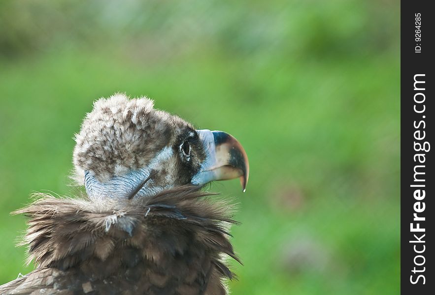 Photo condor close up on an abstract background