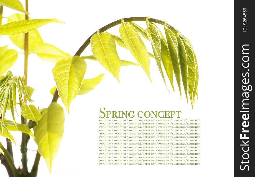 Young green leaves against white background. useful design element