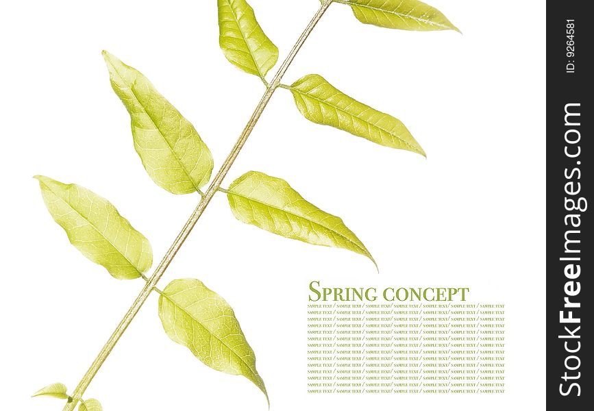 Green leaves against white background. useful design element.