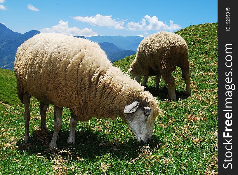 Beautiful green grass with the blue sky and sheep. Beautiful green grass with the blue sky and sheep