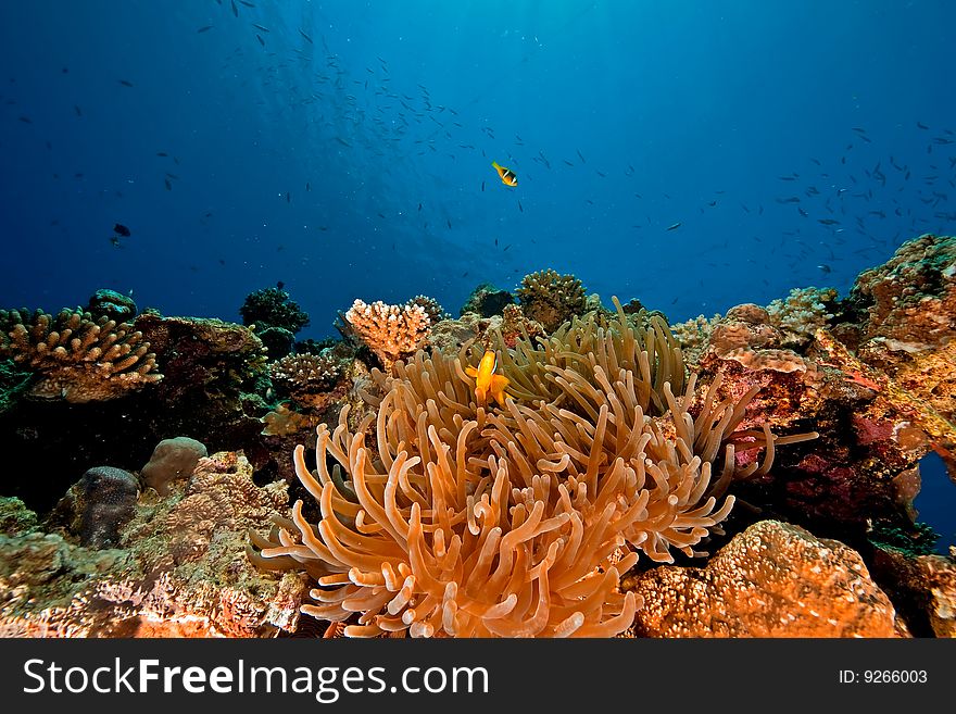 Ocean and anemone taken in the red sea.