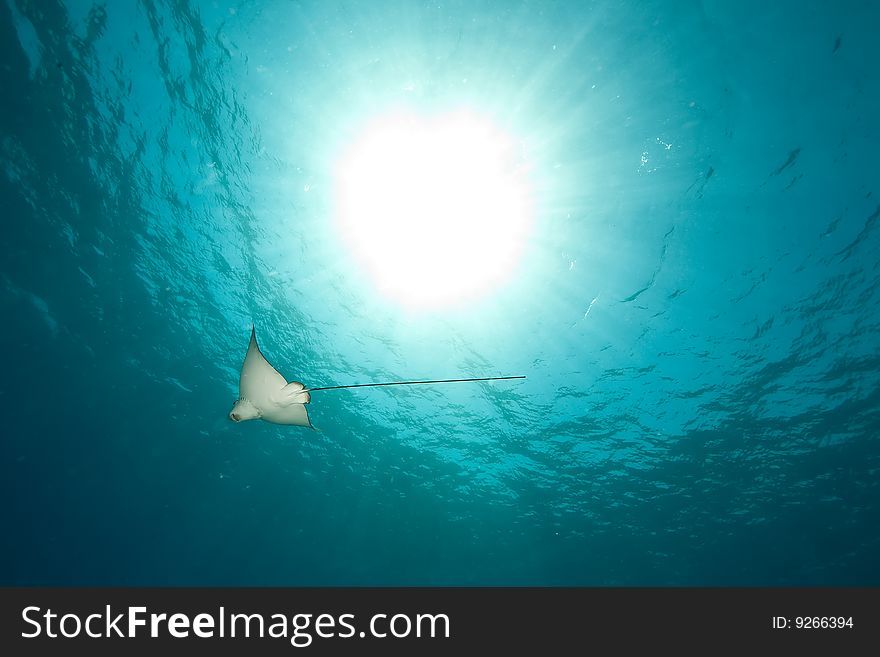 Ocean, sun and spotted eagle ray taken in the red sea.