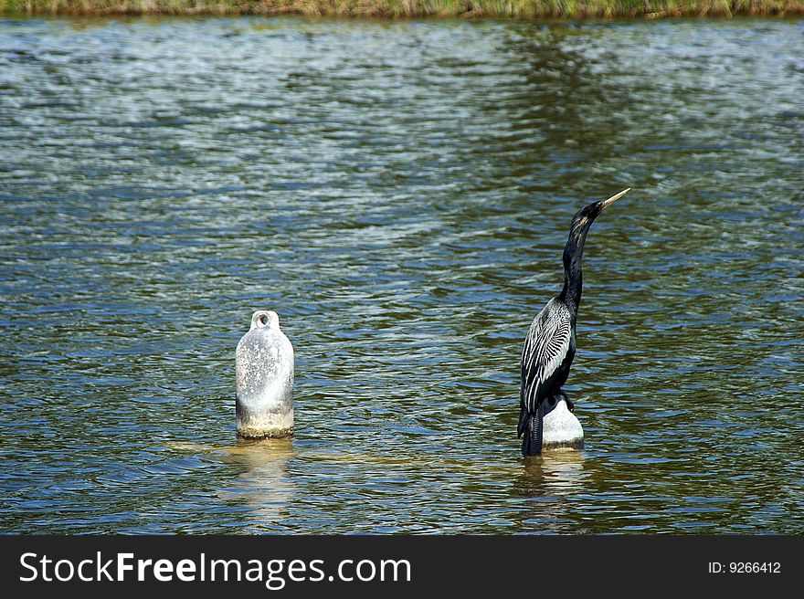 Graceful Cormorant Perched On Buoy In Water