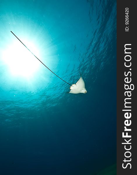 Ocean, sun and spotted eagle ray taken in the red sea.