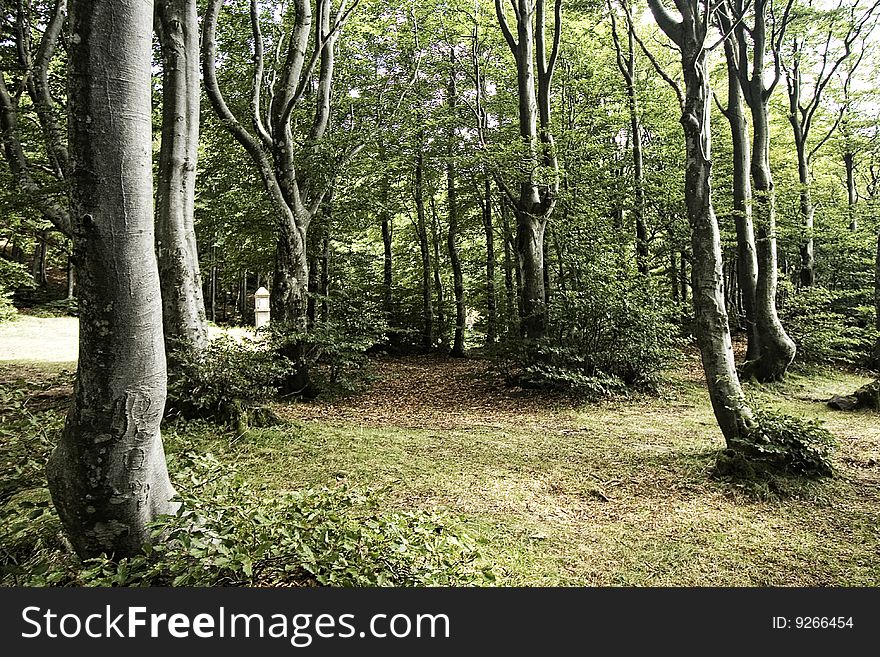 Rain forest with big trees and green foliage