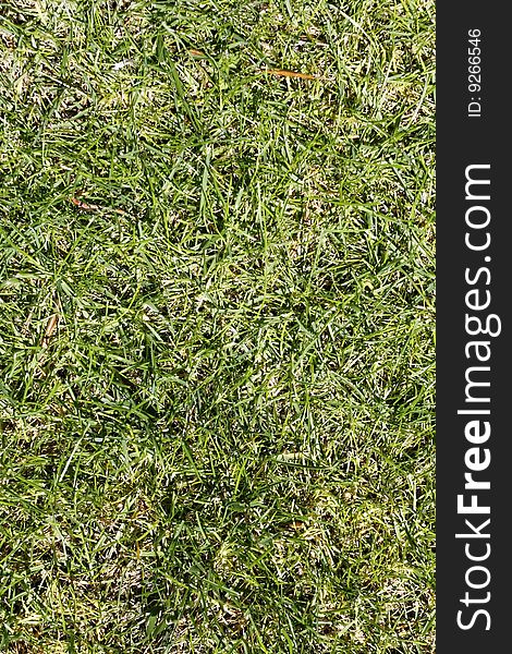Green Grass Texture On A Golf Course