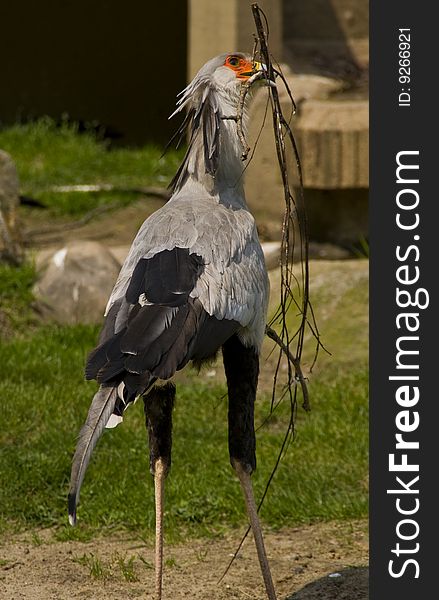 Stork Collecting Wood