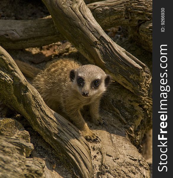 This is a curious meerkat (called suricate) coming out of his den and looking to me taken in an animal park.