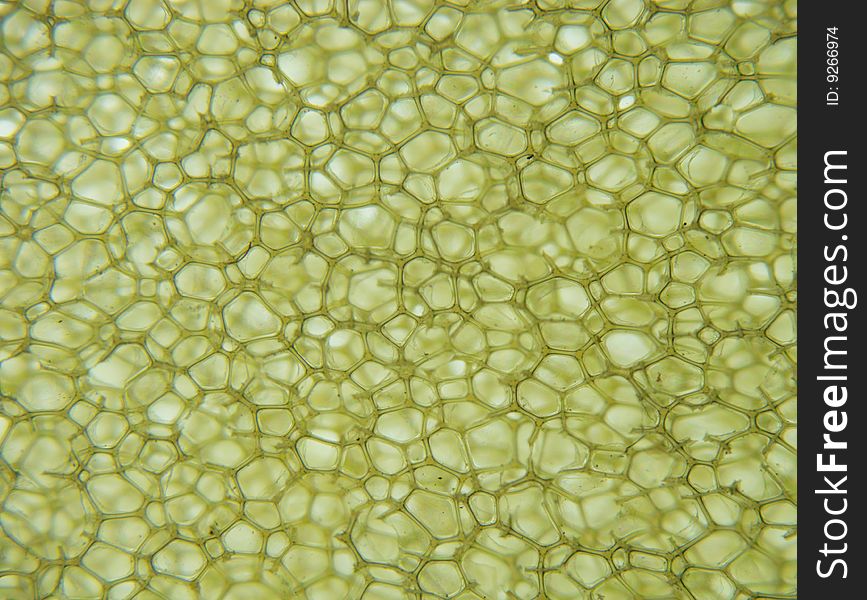 Stereoscopic shot of a synthetic sponge. Stereoscopic shot of a synthetic sponge.