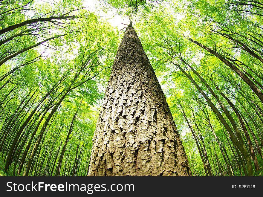 Green forest  background in sunny day