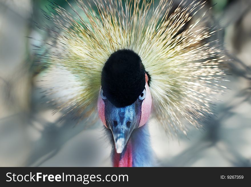 Southern Crowned Crane Native to East Africa Balearica Pavonina.