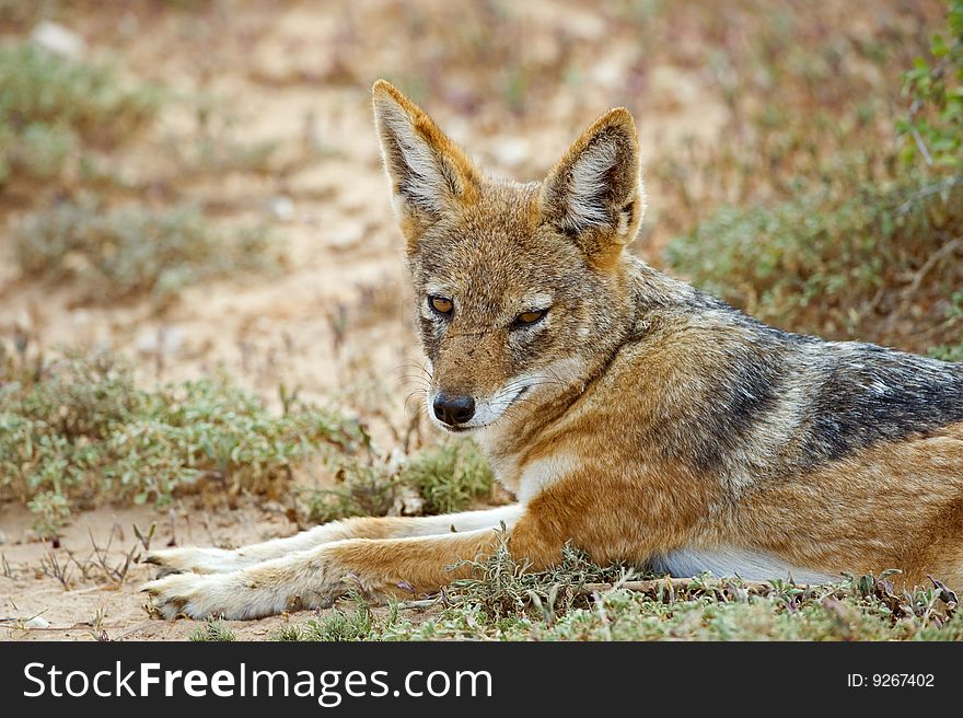 An Adult Black Backed Jackal eyes the photographer. An Adult Black Backed Jackal eyes the photographer