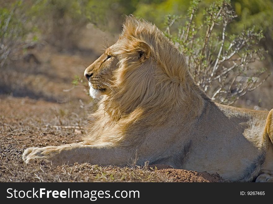 The Male Lion watches the waterhole for animals coming to drink. The Male Lion watches the waterhole for animals coming to drink