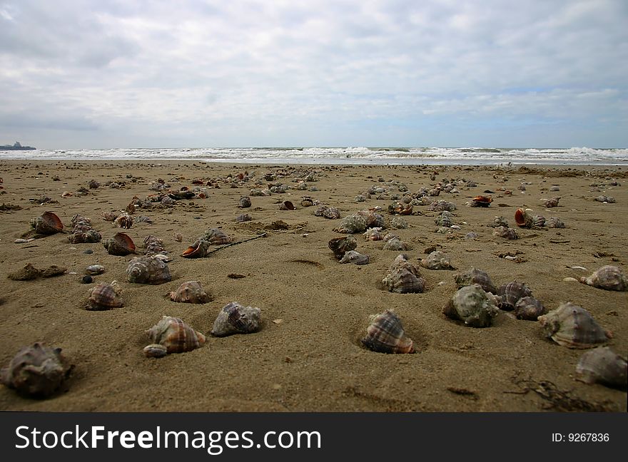 After a storm ashore there were many cockleshells