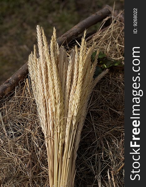 Bunch of wheat ears in the evening sunlight