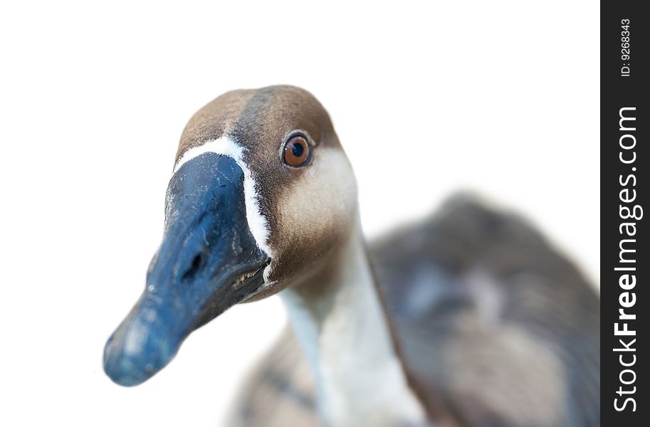 Swan Goose (Anser cygnoides) isolated on white