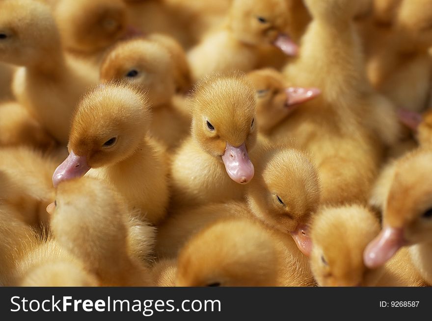 Yellow newborn ducklings